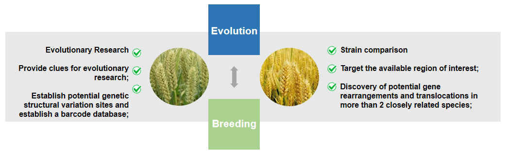 Fig 2. The application of comparative mapping in breeding and evolution.